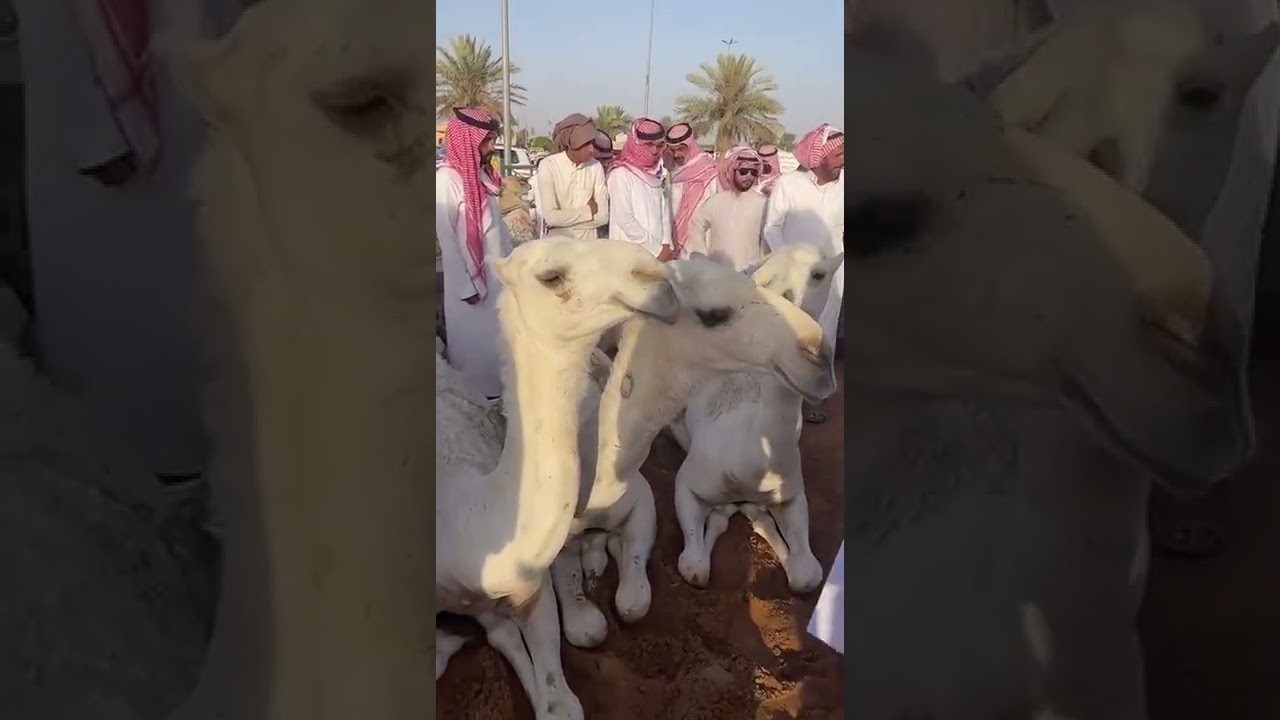 تغطية لساحة البل بمدينة الأنعام ببريدة السبت ٥/١١/١٤٤٣