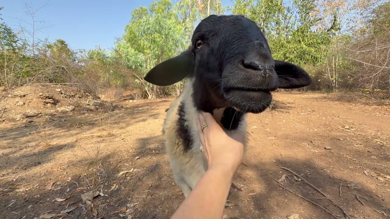 Baby Goaties get more freedom, baby rats and my poorly snake