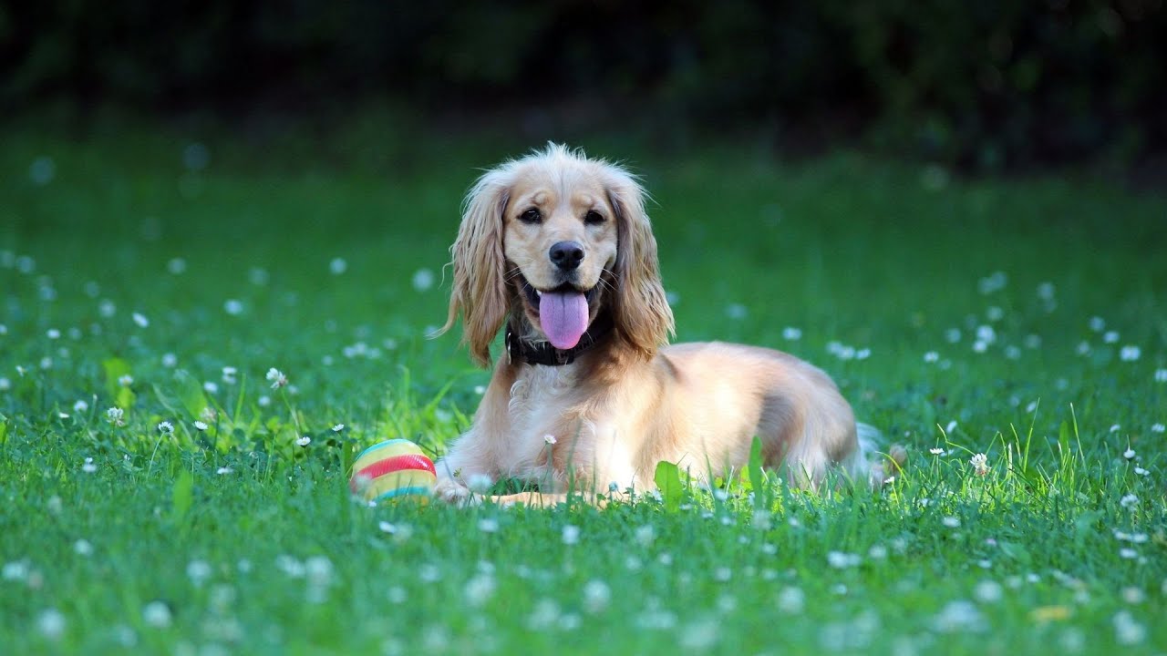 Managing Excessive Barking in Cocker Spaniels