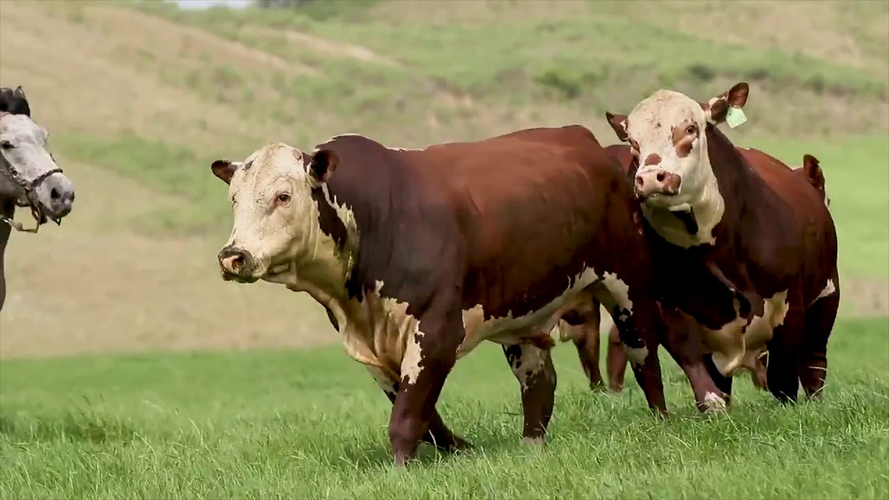 Associação Brasileira de Hereford e Braford - Parceiros Balcão do Boi