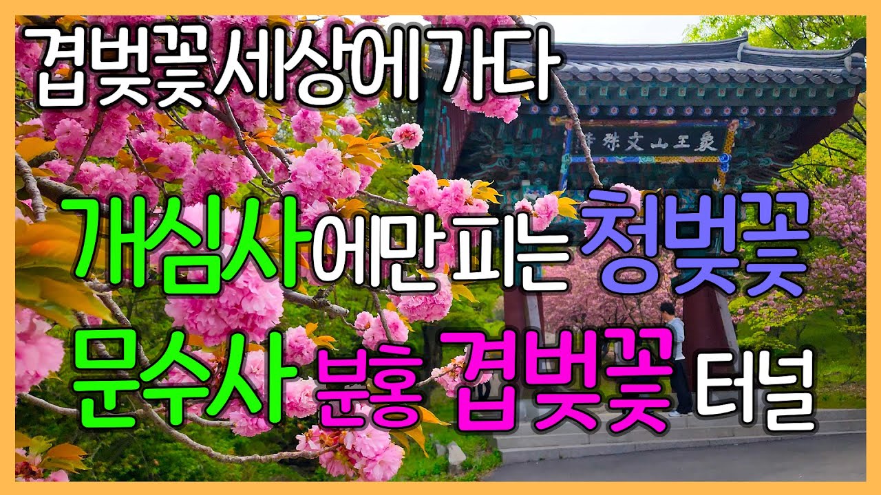 🌸 겹벚꽃 세상을 소개합니다 | 개심사에서만 피는 청벚꽃 / 문수사 분홍 겹벚꽃 터널 | 서산 개심사 문수사