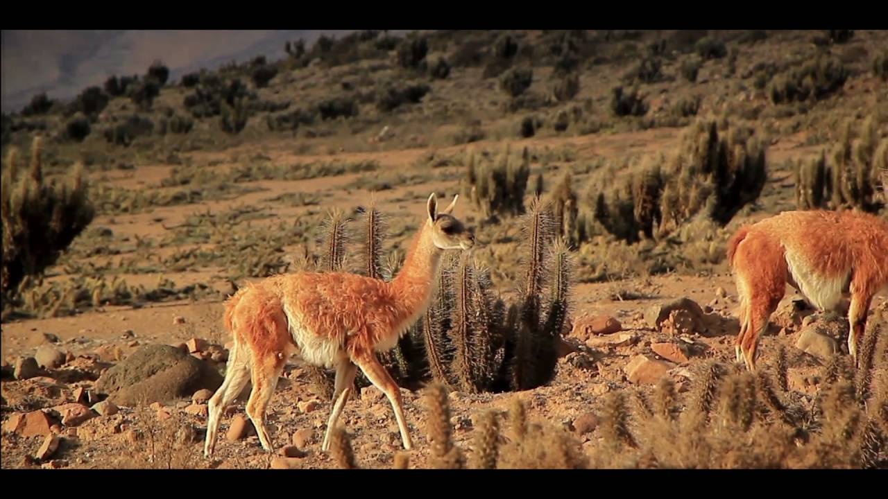 Documental - Desde el origen. El Pisco nació en Chile