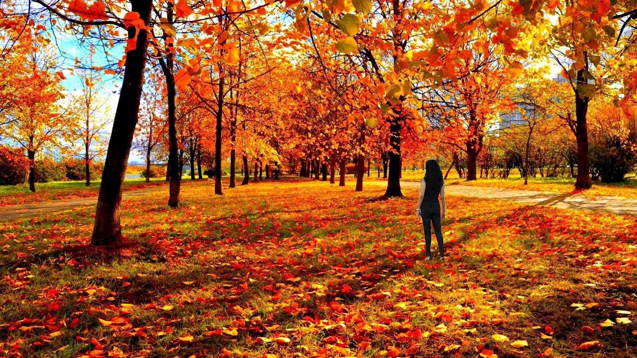 Lá rơi trong chiều