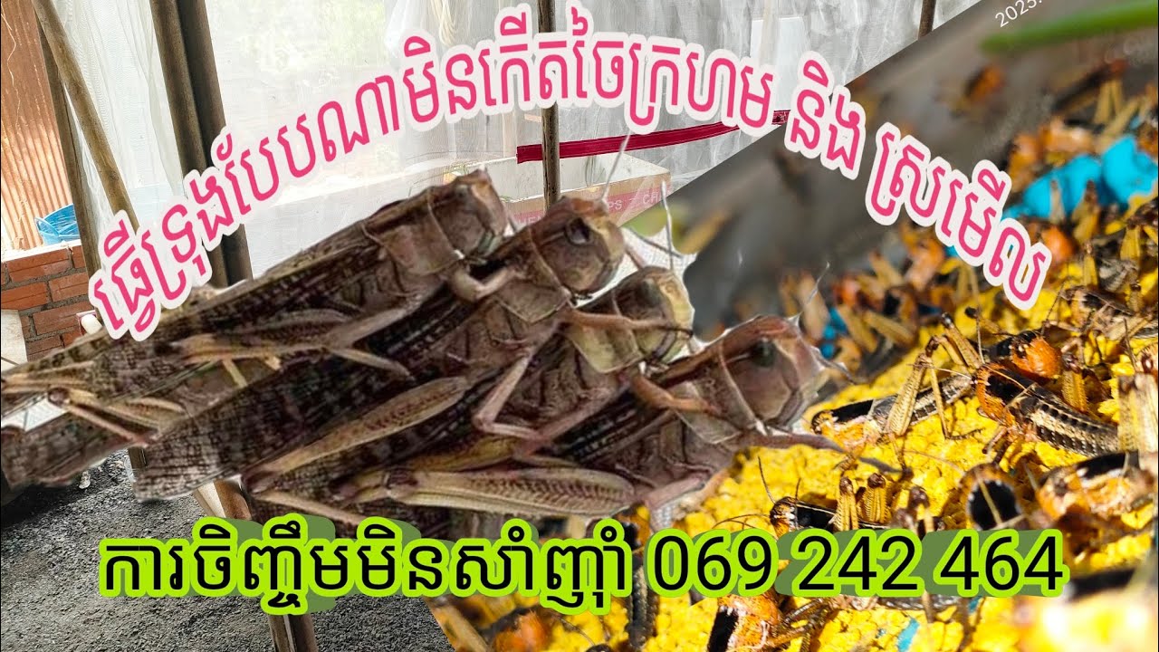 ការចិញ្ចឹមកណ្ដូប 002 (របៀបដេម៉ុងចិញ្ចឹមក្នុងរោងកុំឲ្យកើតស្រមើល ឬ ចៃក្រហម) សិក្សាFree 069 242 464🙏🦗💜