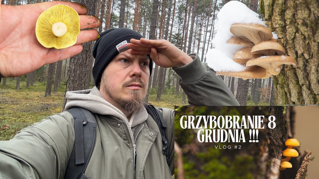 GRZYBOBRANIE 8 GRUDNIA ! CZY TO W OGÓLE MA SENS ? VLOG#2
