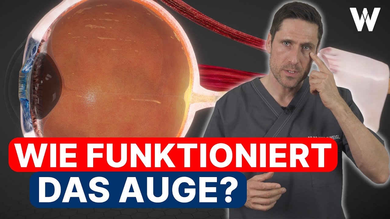 Gesund SEHEN: Wie funktionieren unsere AUGEN? Wie Dein Gehirn Bilder entstehen lässt!