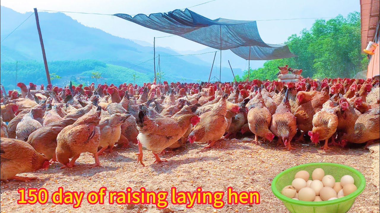 FULL VIDEO : 150 days of raising chickens - How to Raise Egg Laying Hens - Chicken Farming .
