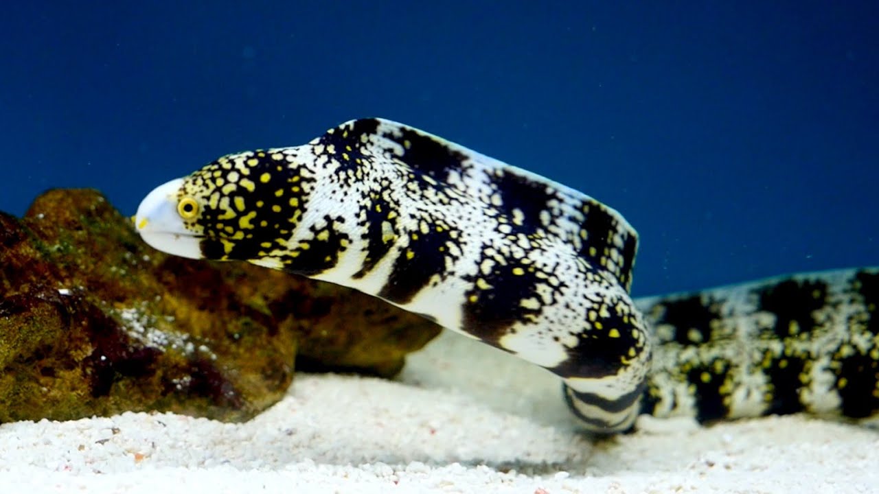 Snowflake Eel