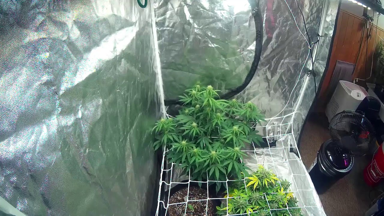 Autoflower grow tent with scrog net