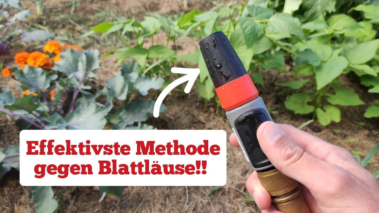 Blattlaus-frei in 10 Sekunden ohne Einsatz von Spitzmittel/Hausmittel!