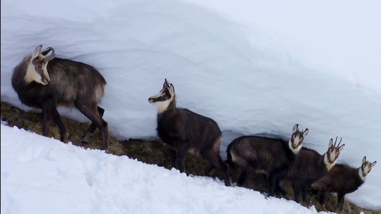 G&auml;msen im Winter