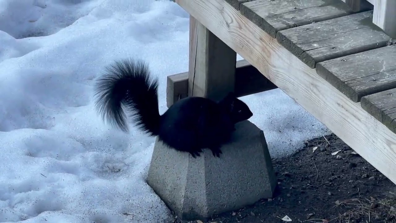 Little Squirrel Finds its Hidden Treasure 