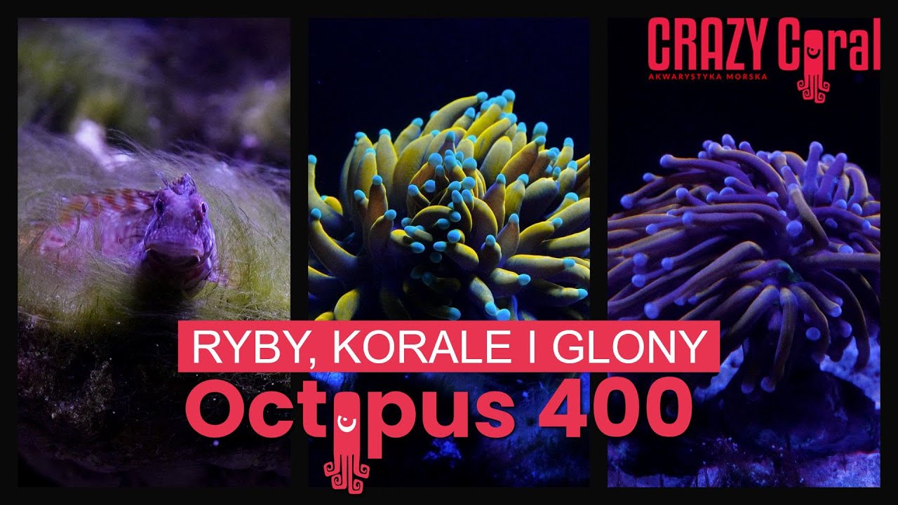 Zestaw Octopus 400: Akwarium Morskie z Sumpem #6 Koralowce Ryby i Glony