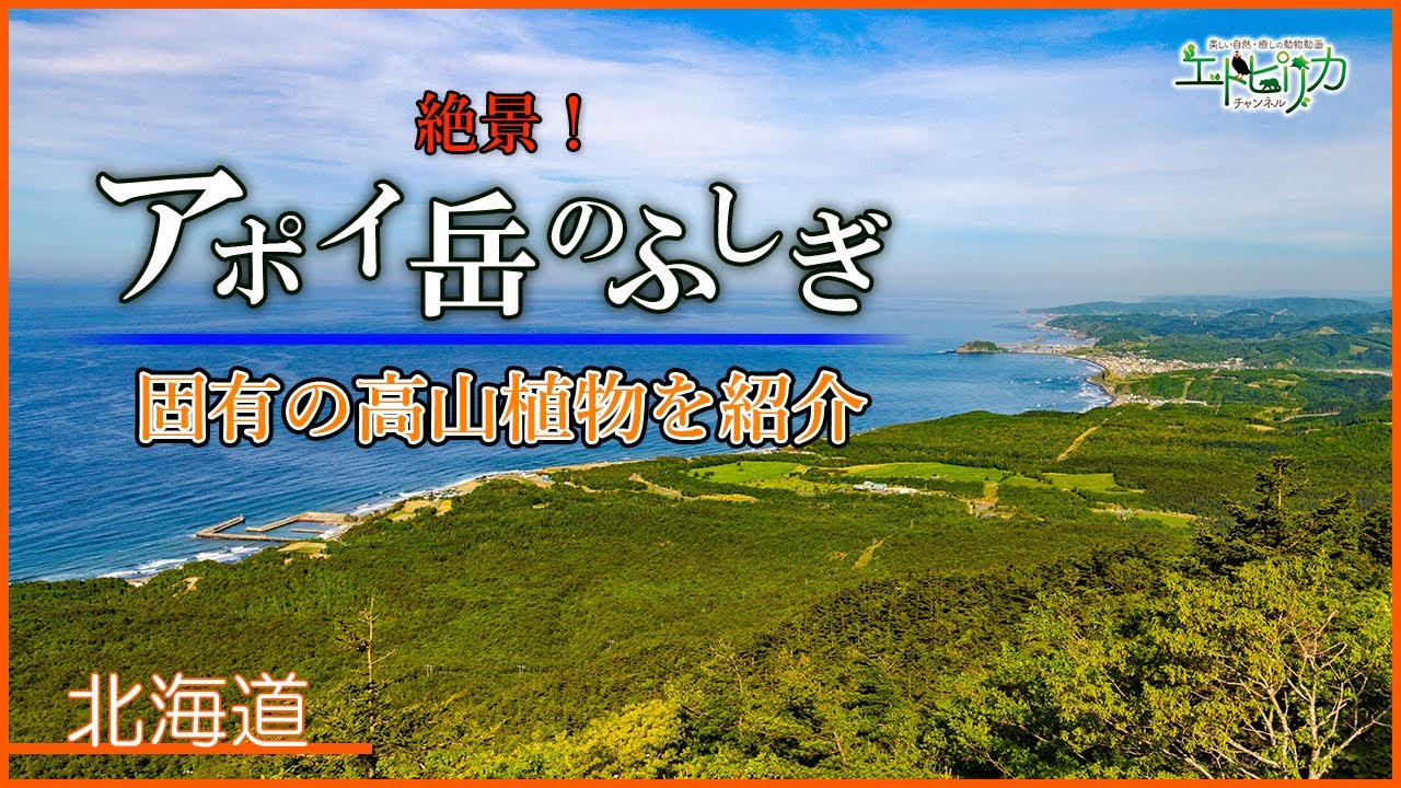 【アポイ岳のふしぎ】花の山！アポイ岳に登る！さまざまな高山植物を紹介！