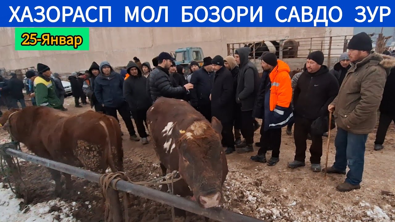 ХАЗОРАСП МОЛ БОЗОРИ ЯНГИ НАРХИ 25-ЯНВАР 2026-ЙИЛ !!! ХОРАЗМ ОБЗОР 
