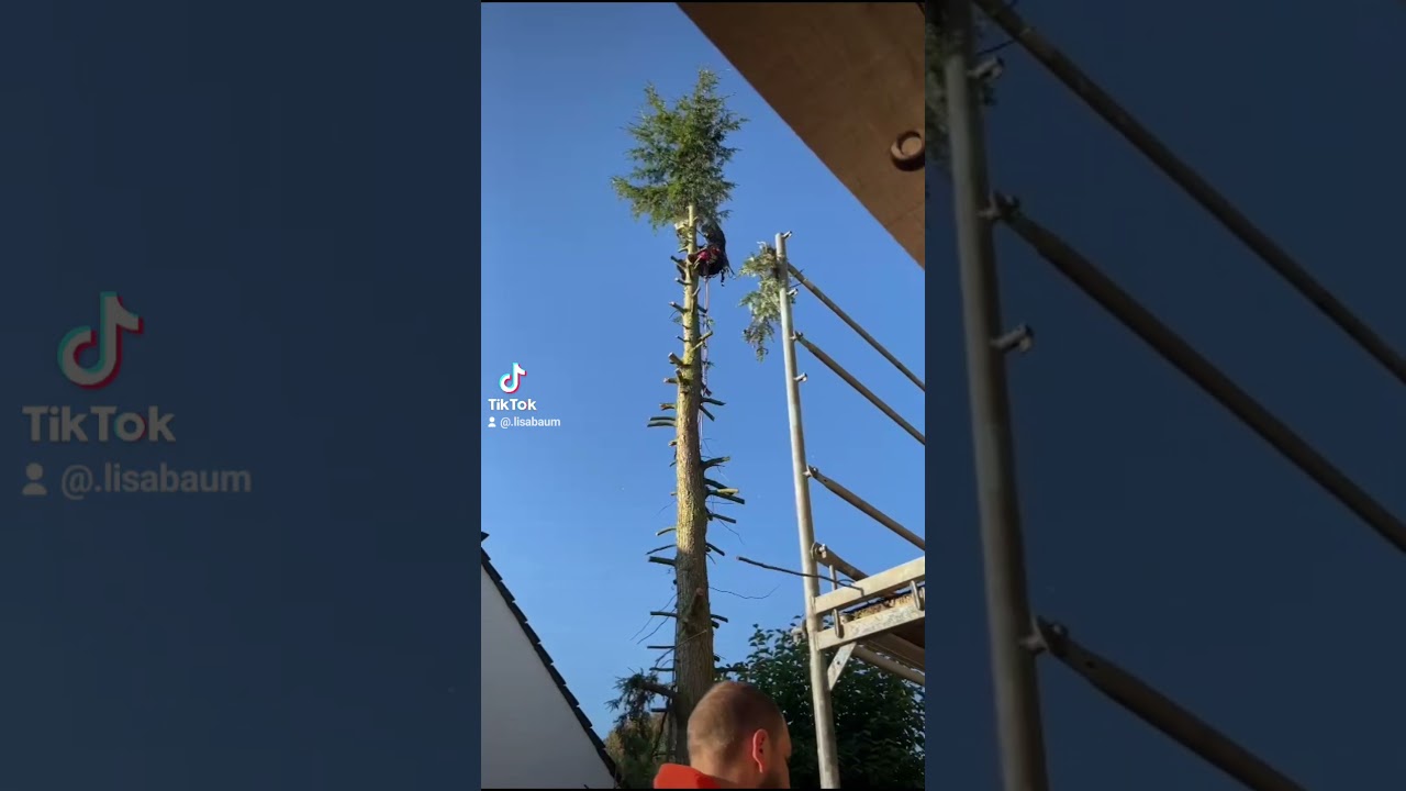 Tanne fällen und Wurzel entfernen