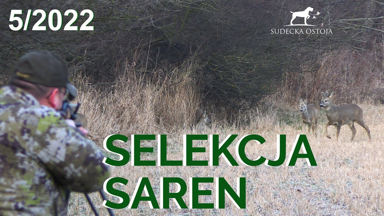 SUDECKA OSTOJA 5/2022 Polowanie na sarny. Roe Deer Hunt. Hunting in Poland. Wild jagen