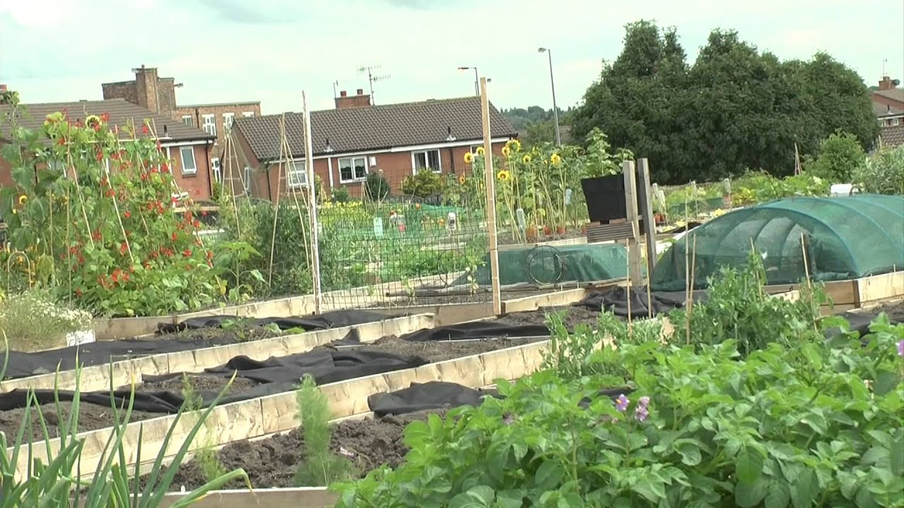 News: Allotment site in Dingle brings community together