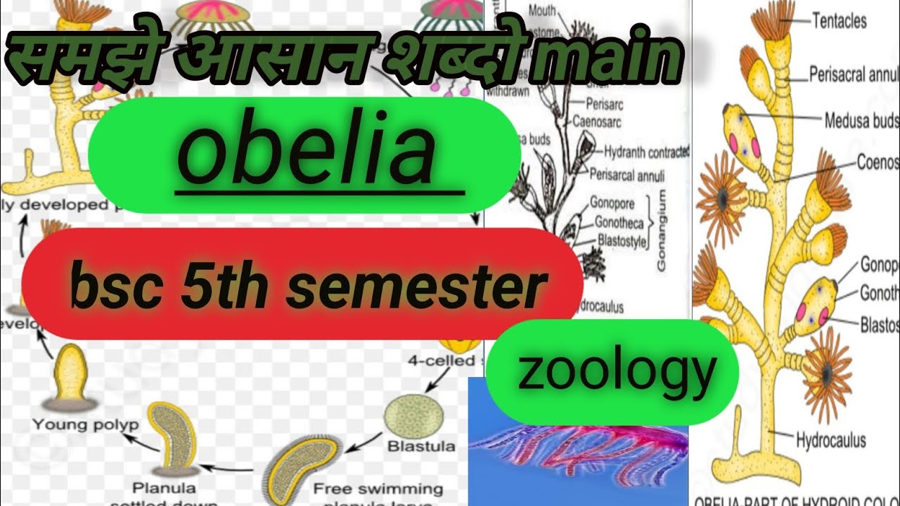 obelia bsc 5th semester//structure of obelia//life cycle of obelia #obelia //obelia bsc /obelia dig.