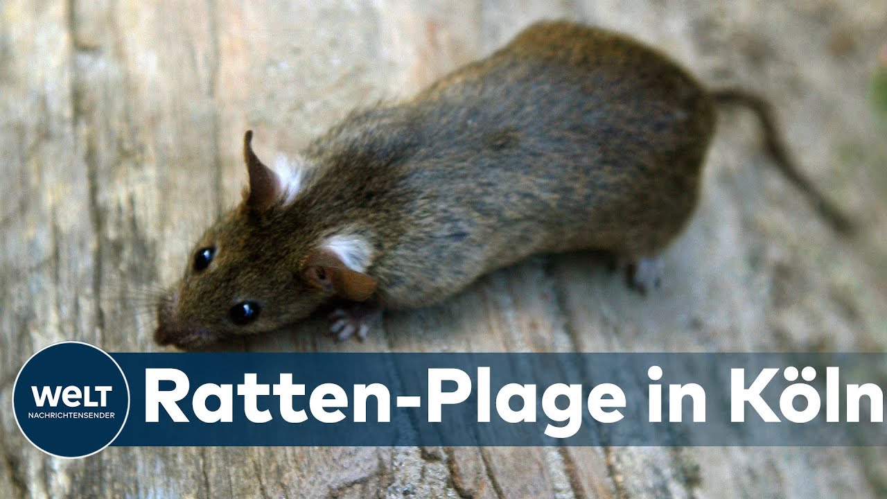 INVASION DER RATTEN: Müll und Essensreste locken Hunderte Nager in Kölner Stadtteil