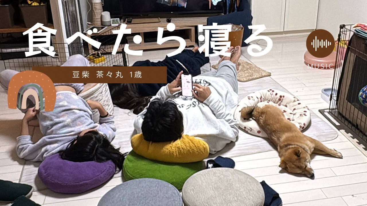 【豆柴 茶々丸 1歳】食後だらしなく過ごす家族と柴犬