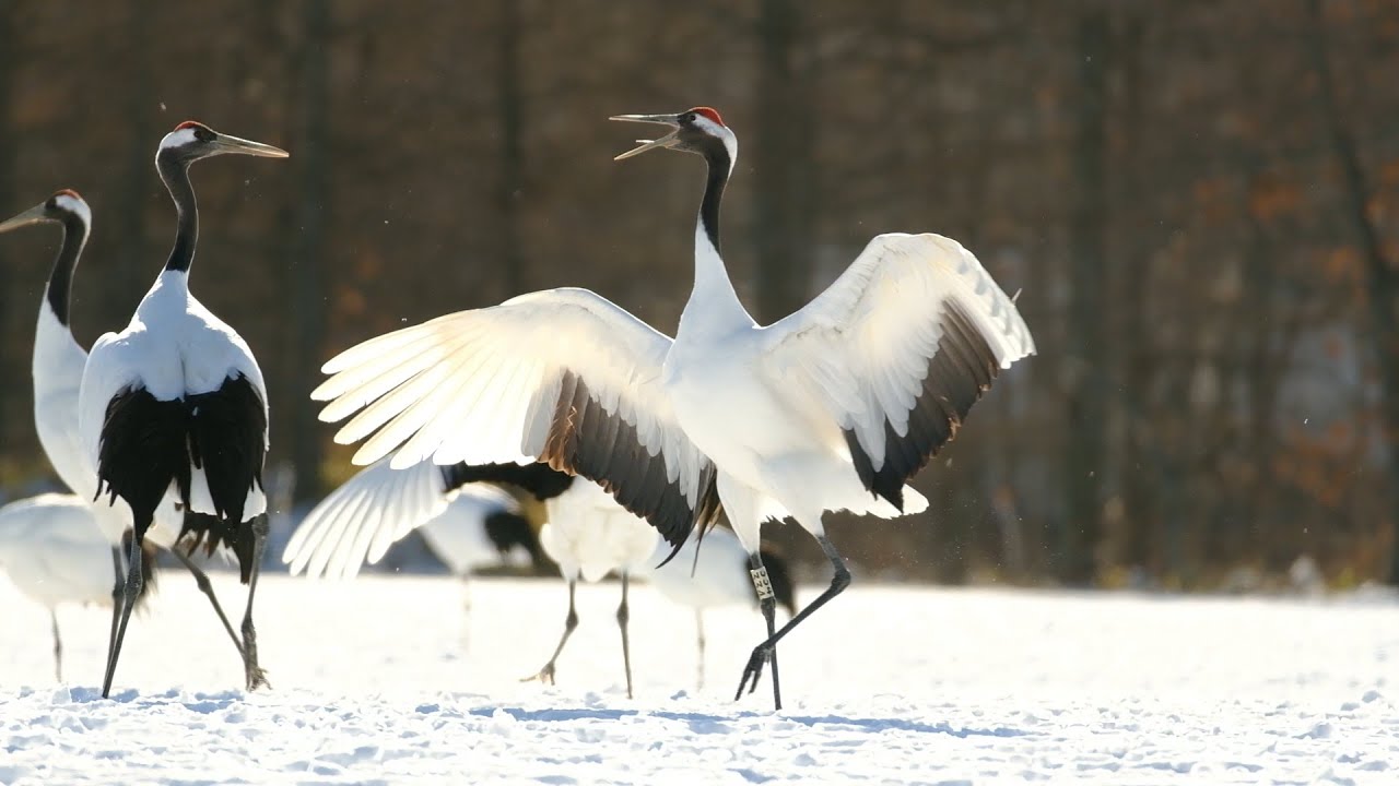 鶴居村より、タンチョウ。