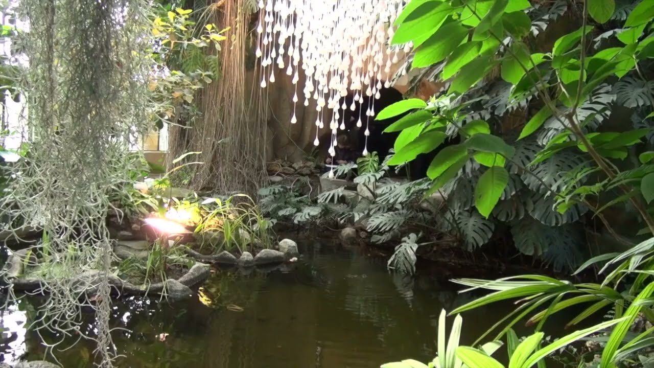 Tzuri Gueta anime les serres du jardin des plantes à Paris