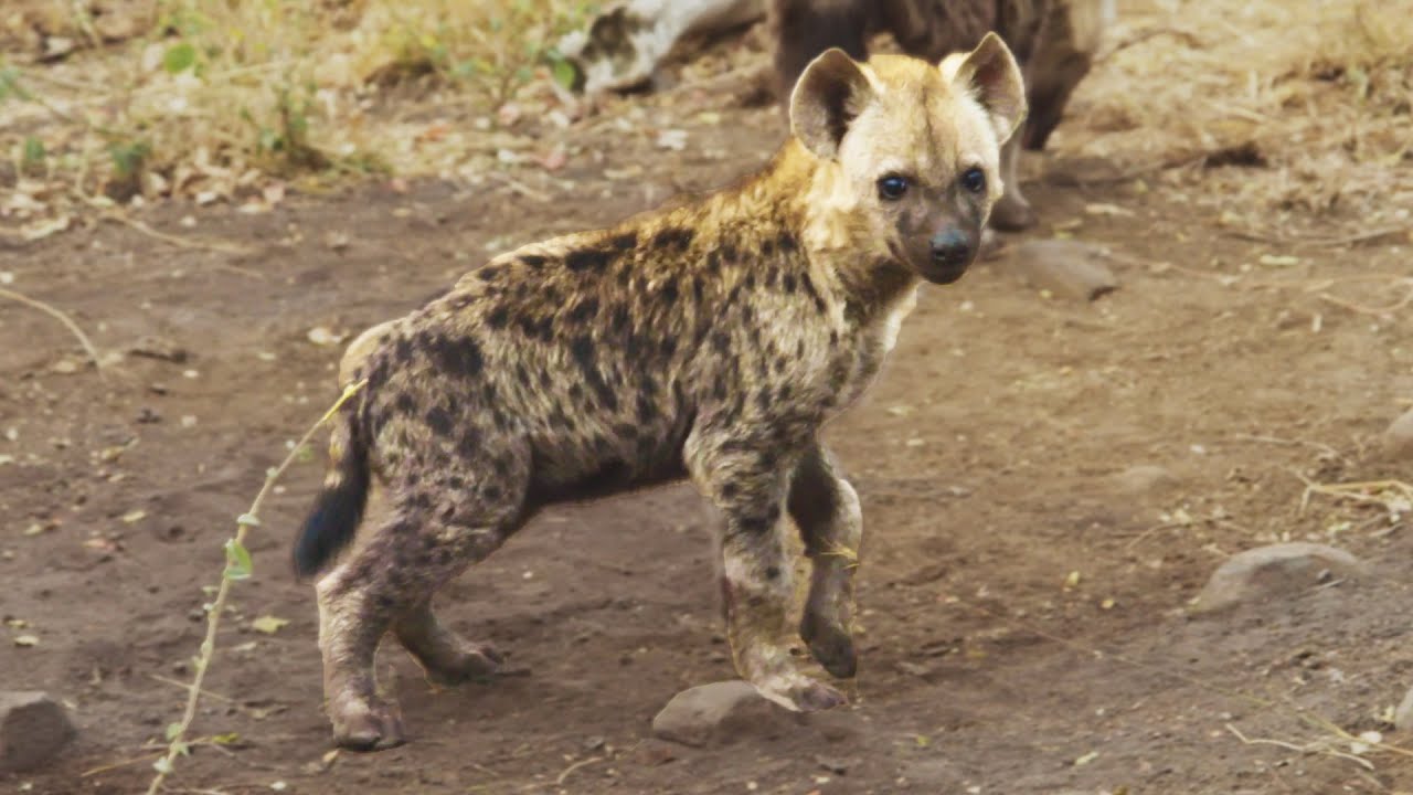 Wild Hyena CUBS! | The Lion Whisperer