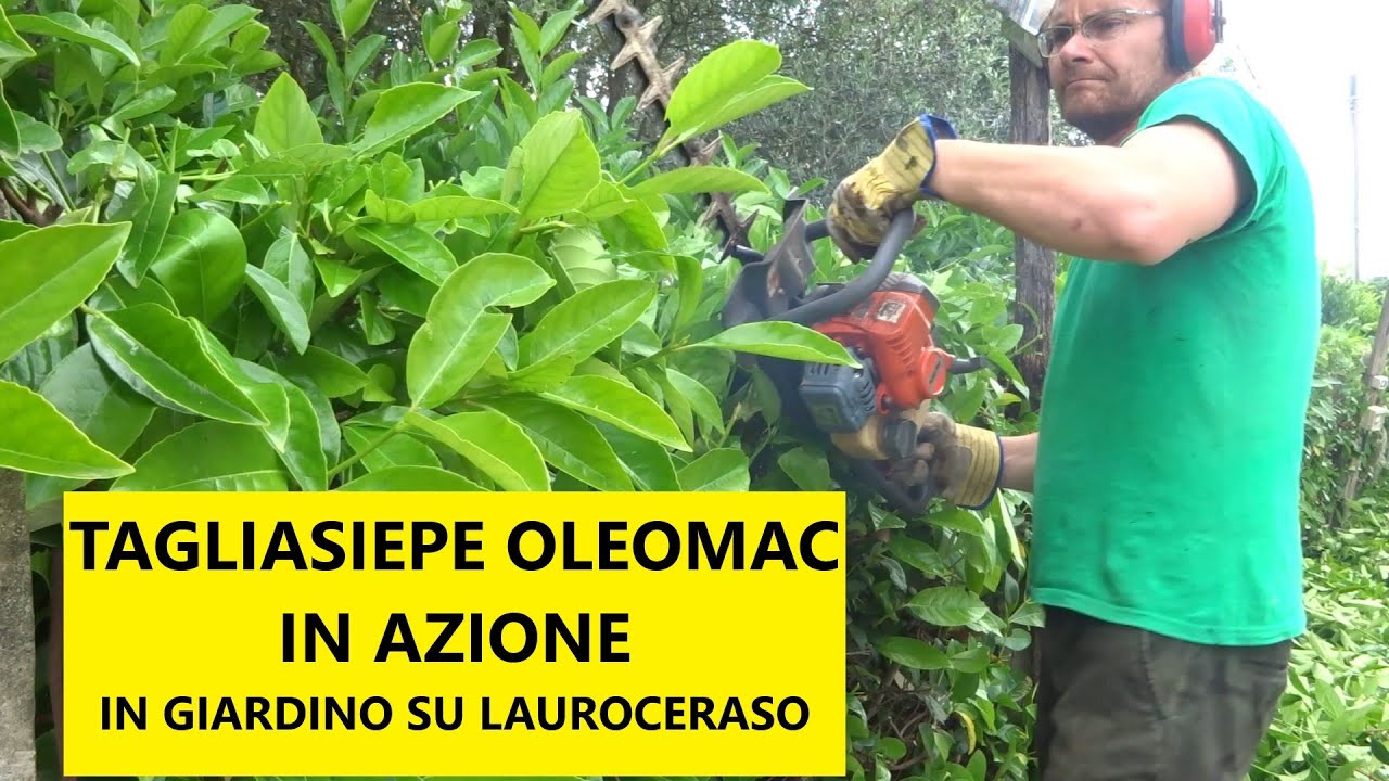 Tagliasiepe a scoppio Oleomac in azione in giardino con siepe di Lauroceraso | Tutorial giardinaggio