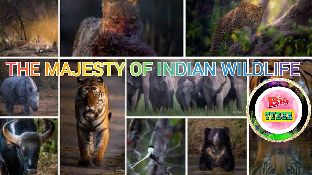 THE MAJESTY OF INDIAN WILDLIFE 🦁 🐦 || BIOTUBER || #wildlife #india #animals #nature #birds 