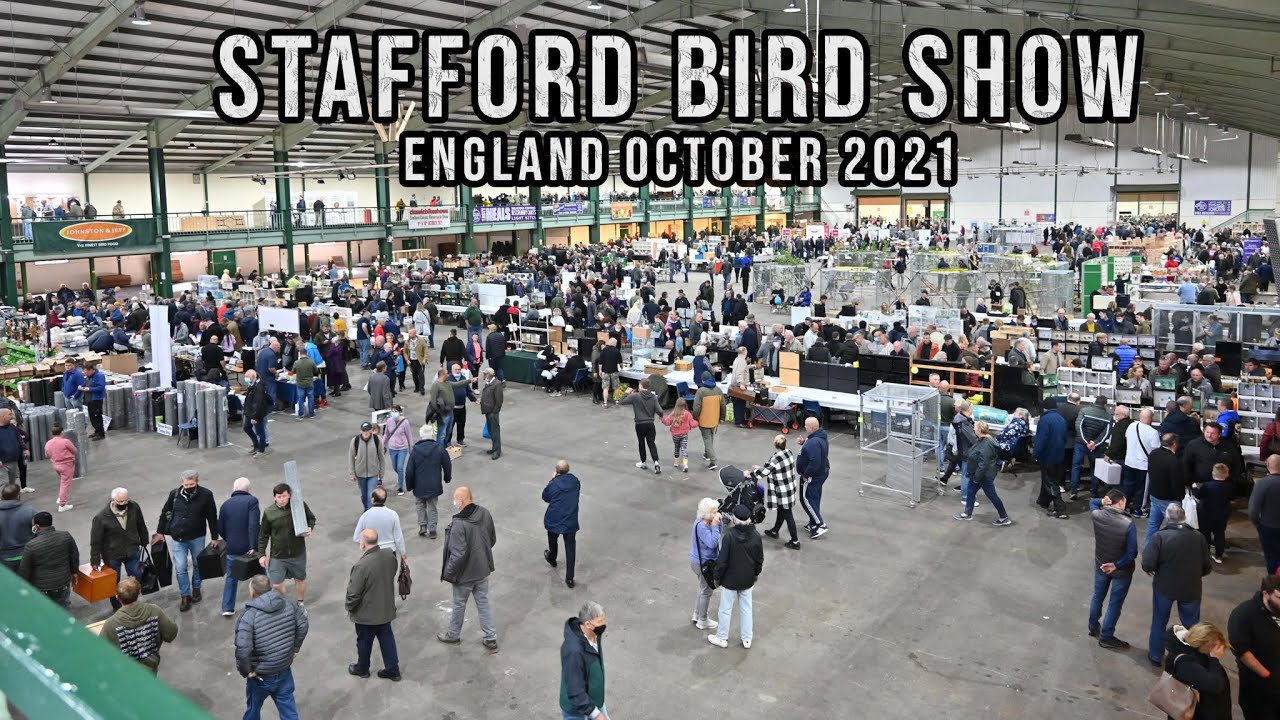 THE BEST? Bird Show in the UK - Stafford Bird Show October 2021