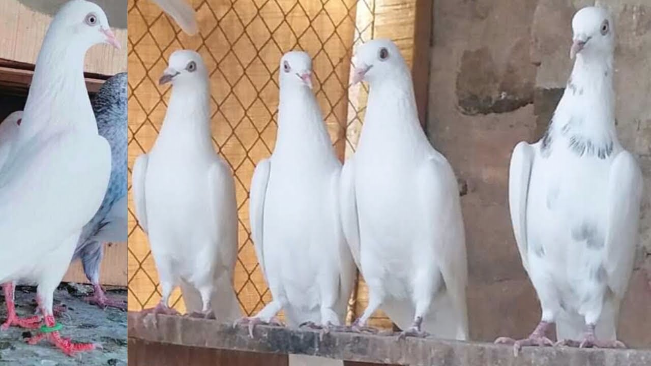 Chatri walay | all setup | for sales |03478798579 | granted |[faisalabad pigeon]