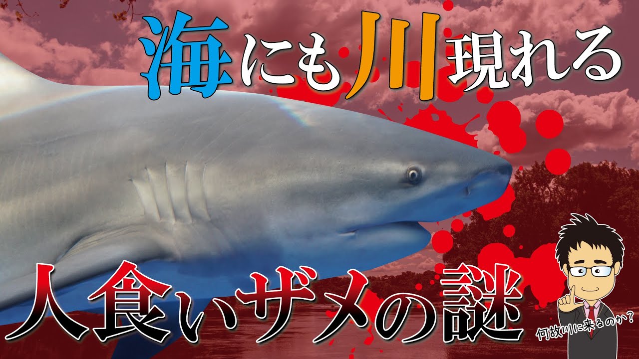 川に人食いザメ現る？淡水にも現れる危険ザメNo.3！オオメジロザメを徹底解説！【Bull shark】【沖縄国際通り】