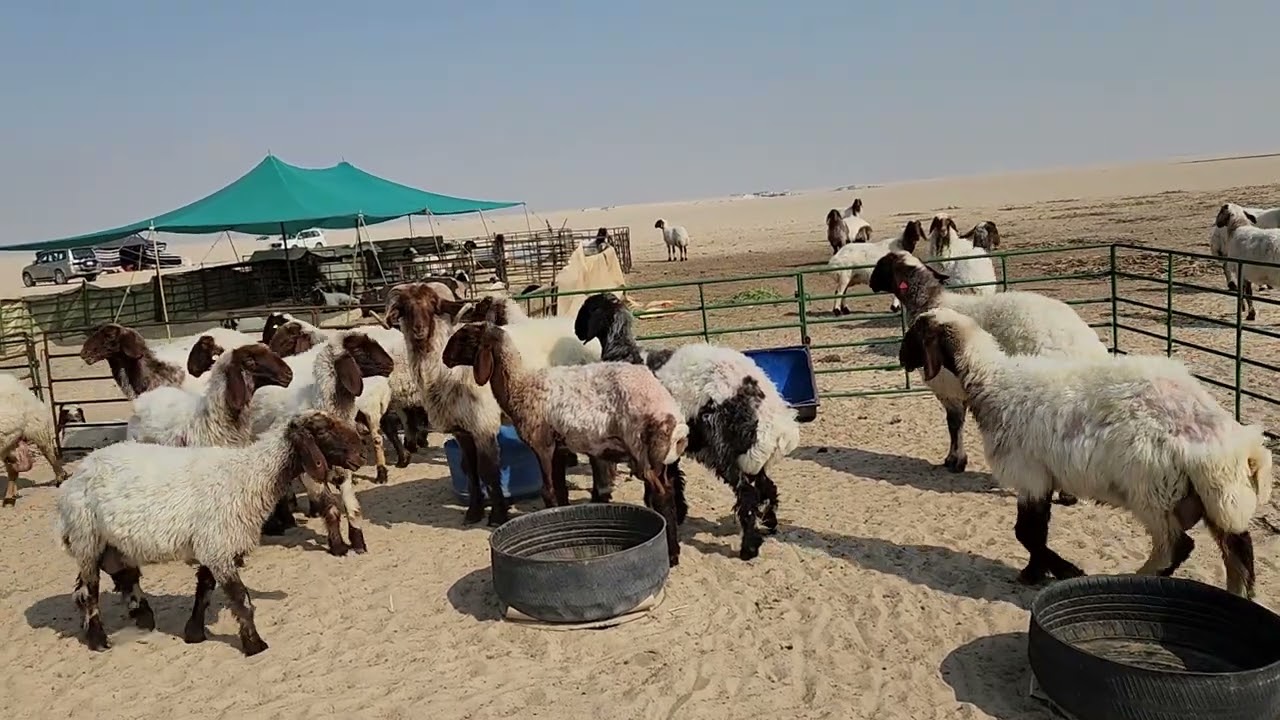 زيارة للبر لاحد مربي الاغنام بالكويت Tour Around Kuwait City