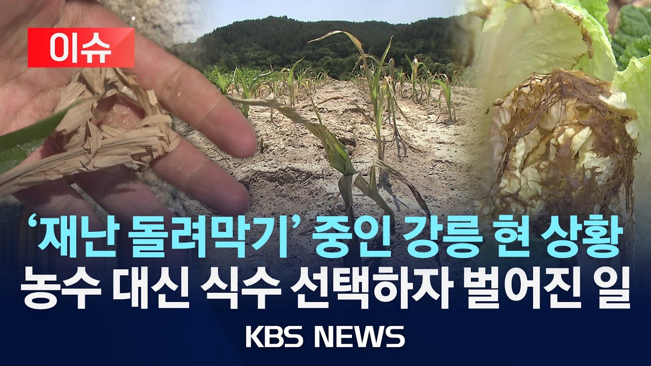 [이슈] 가뭄에 누렇게 변한 대파밭…