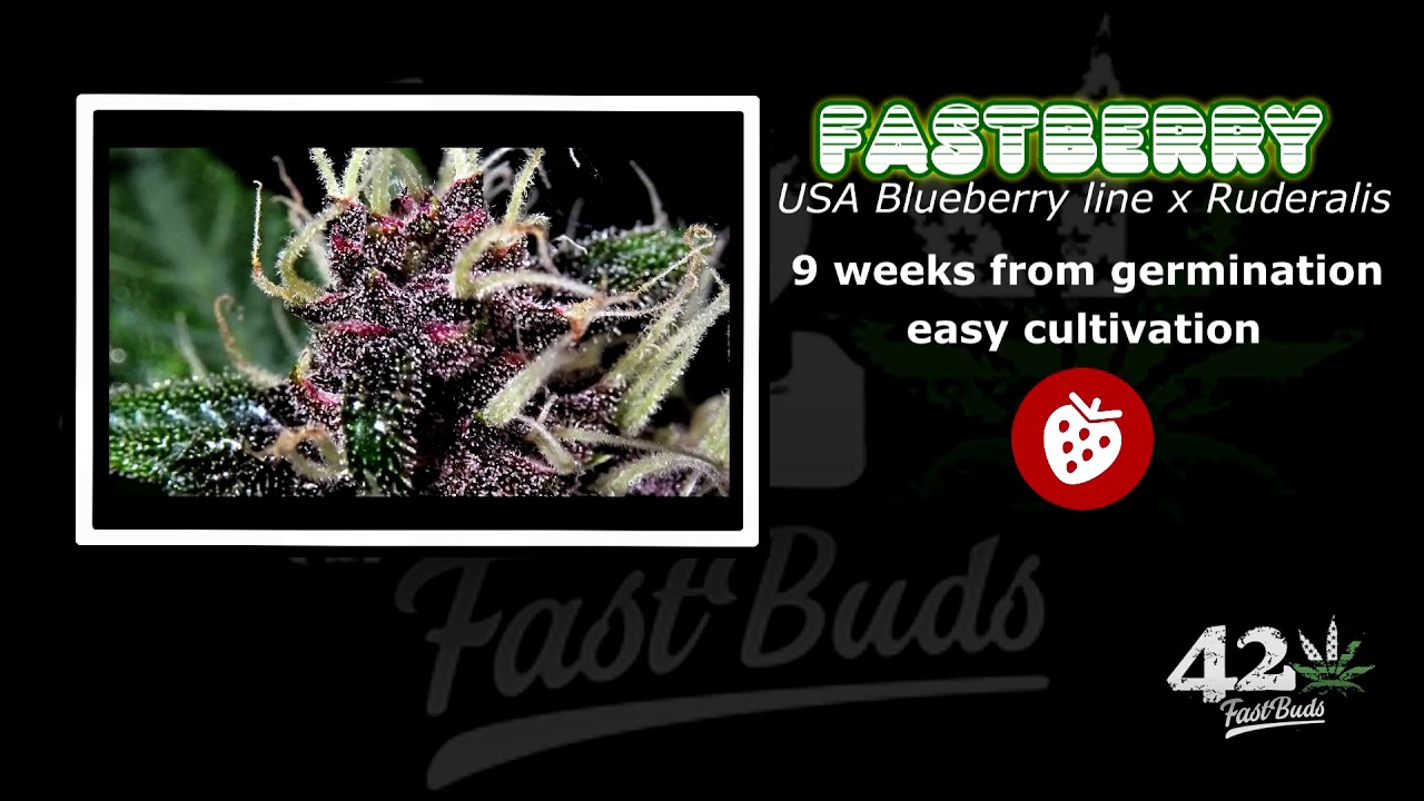FastBerry - FromSeedToBuds - FastBuds