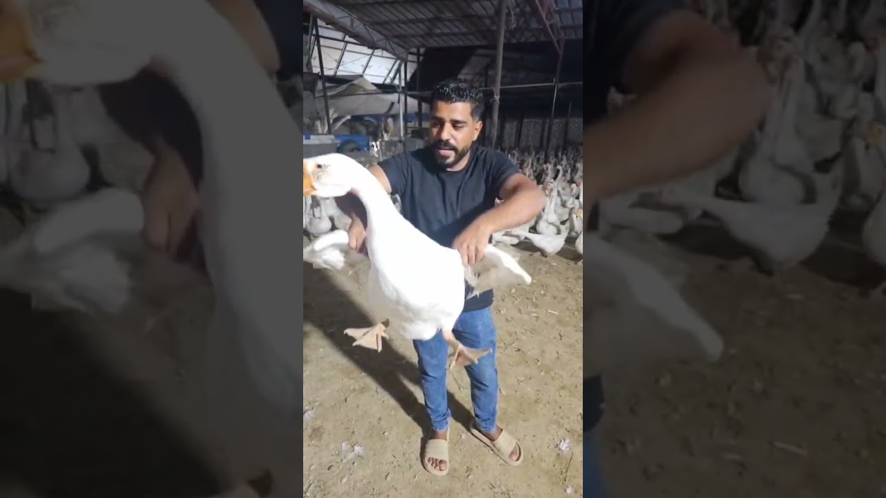 تابعونا على صفحاتنا ( ميخا للإستثمار ) على فيس بوك و تيك توك للتواصل 01225206048