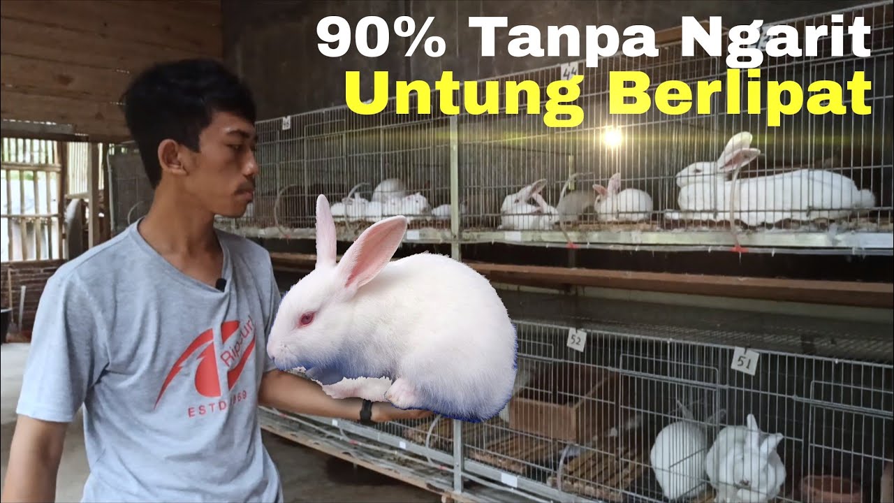 UNTUNG BERLIPAT TERNAK KELINCI NEW ZEALAND TANPA 