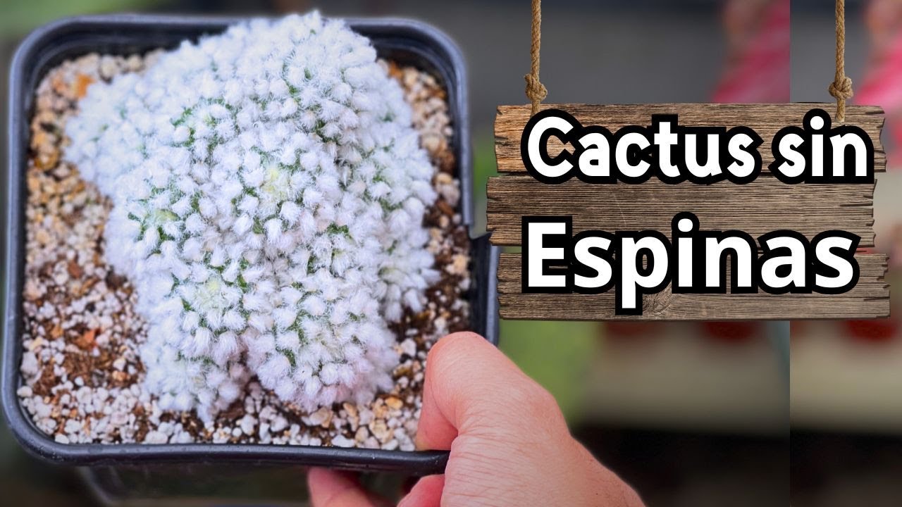 Este Cactus NO tiene ESPINAS parece algodón de azúcar - Mammillaria Bocasana Splendens