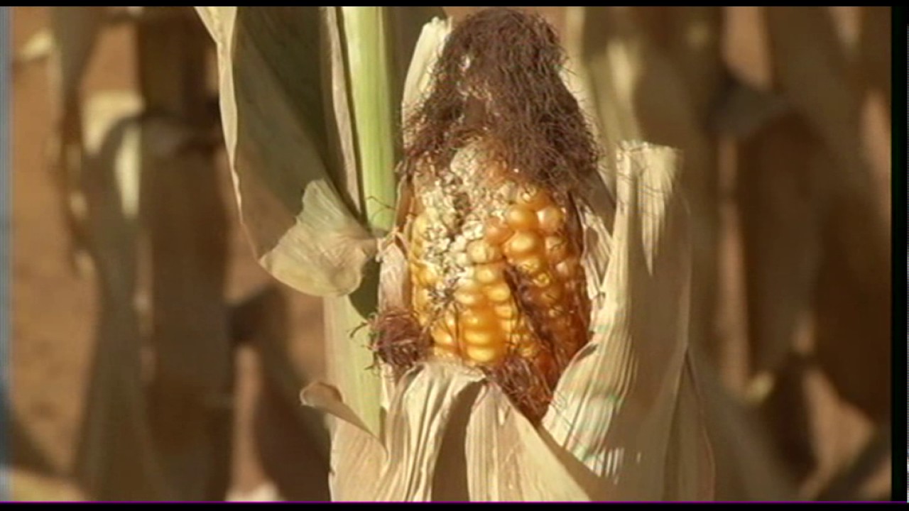 Drought Relief for Farmers