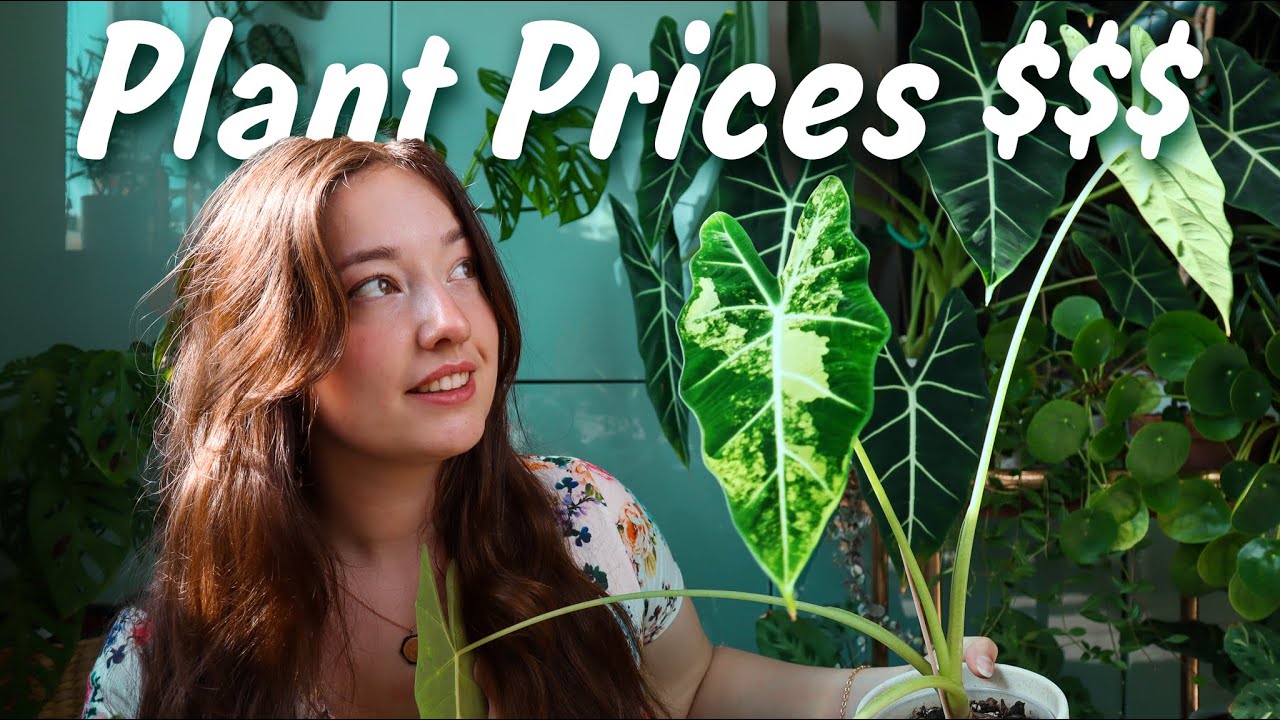 How much I Actually Paid for my Houseplants