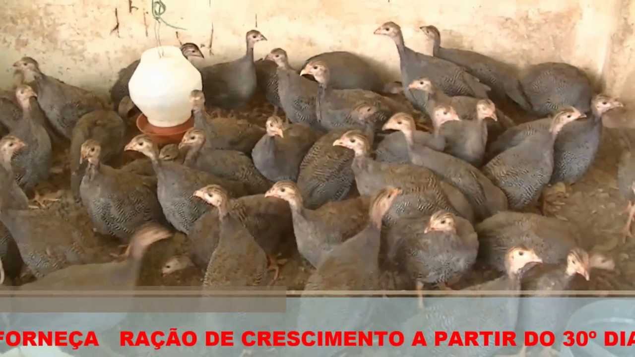 CRIAÇÃO DE CAPOTES - RANCHO SÃO PEDRO