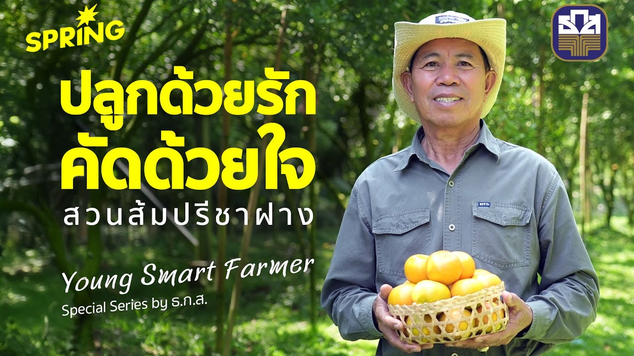 ”สวนส้มปรีชาฝาง“ จาก 80 ต้น สู่ 180 ไร่ ที่ไม่ปลูกส้มแบบทั่วไปต้องวิจัยว่าปลอดภัยถึงจะได้กิน