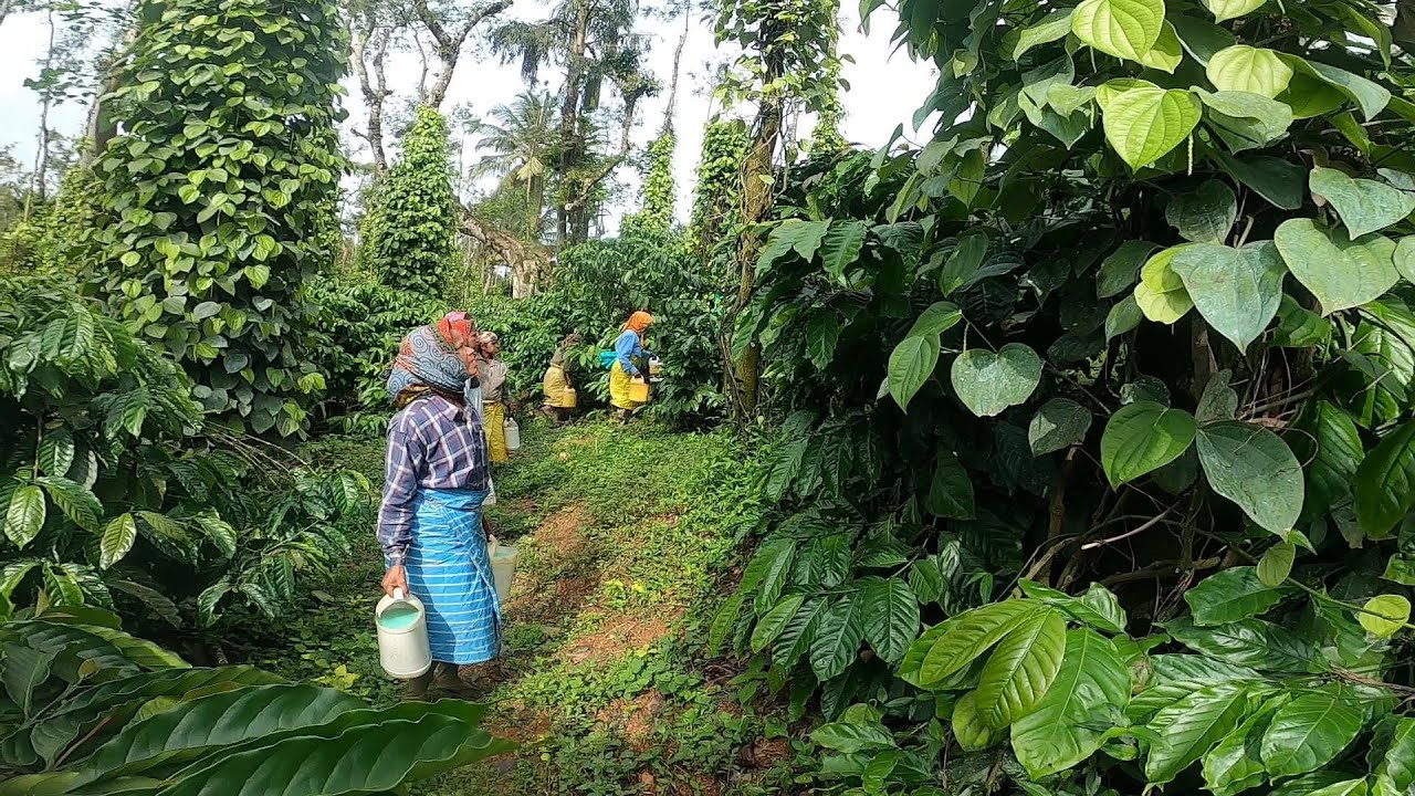 COC DRENCHING FOR BLACK PEPPER |TO AVOID FROM FUNGAL INFECTION