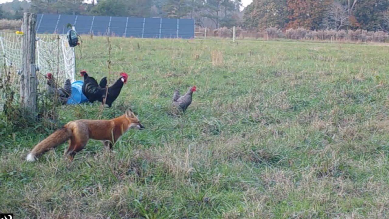 Lov lisice na koko&scaron;ku - Fox Chicken Thief