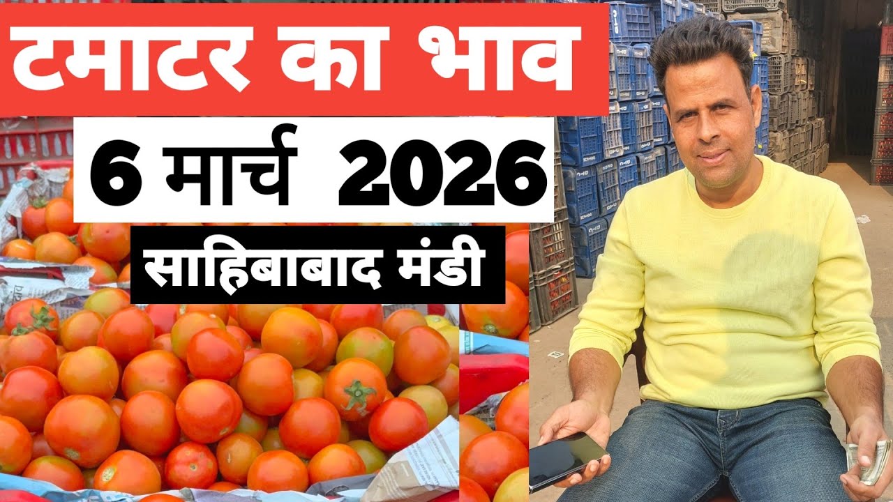 6 March 2026 🍅टमाटर का भाव साहिबाबाद मंडी |Today tomato rates in sahibabad mandi delhi NCR 