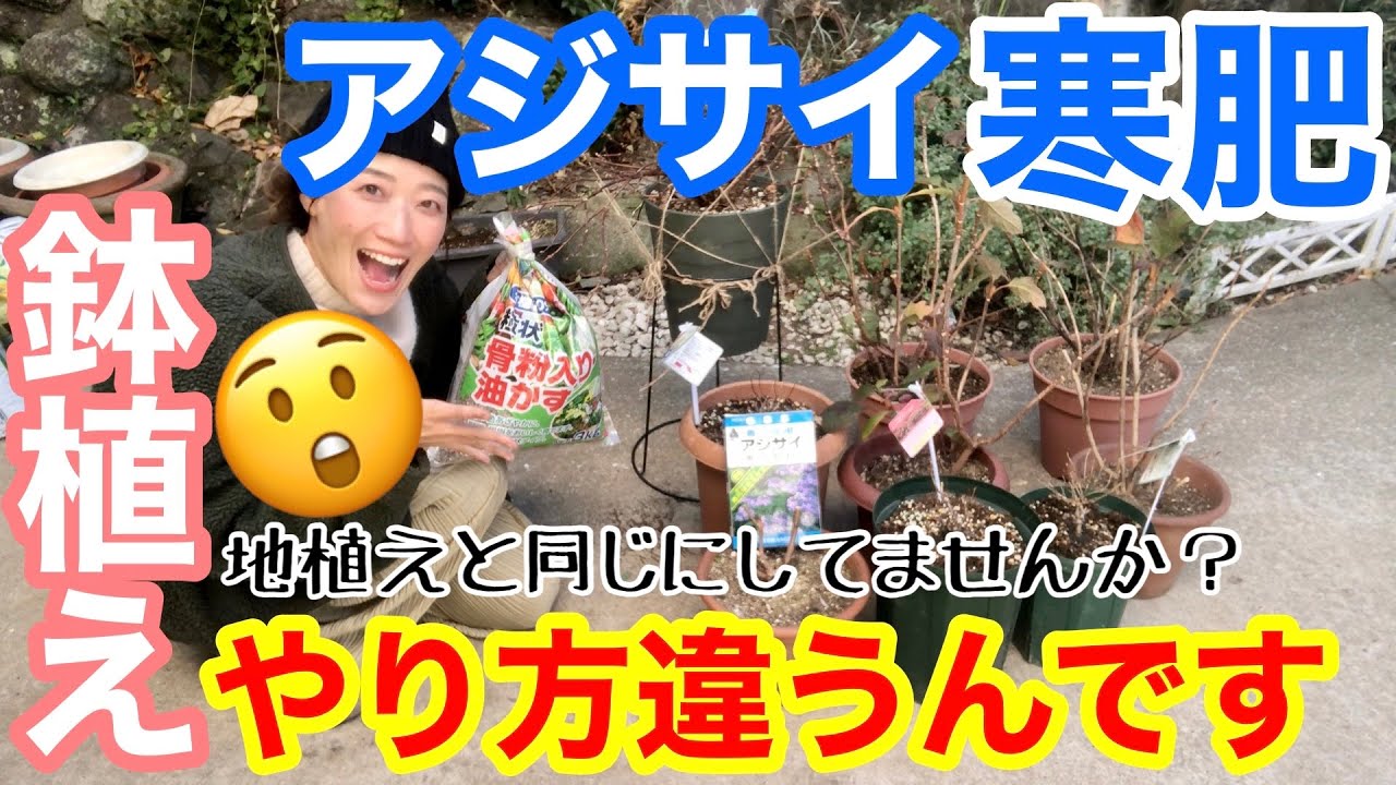【アジサイ】寒肥は1、2月が適期☝️「鉢植え編」/ 花を綺麗にたくさん楽しむための肥料、ささっと出来るのに効果的‼️/与え方、肥料の種類、pH、専用肥料、回数😊/ 寝てる間に施そう【ガーデニング】