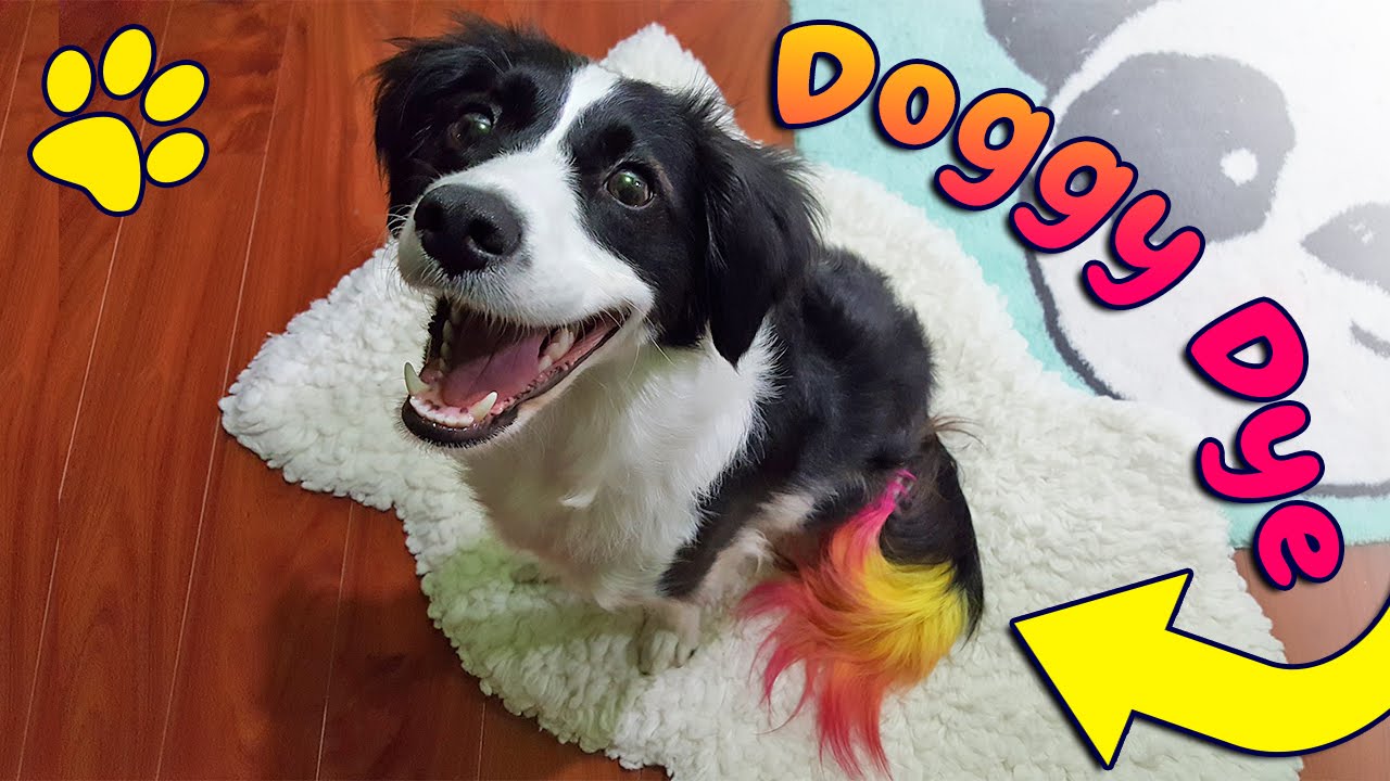 How  to dye your dogs hair OMBRE