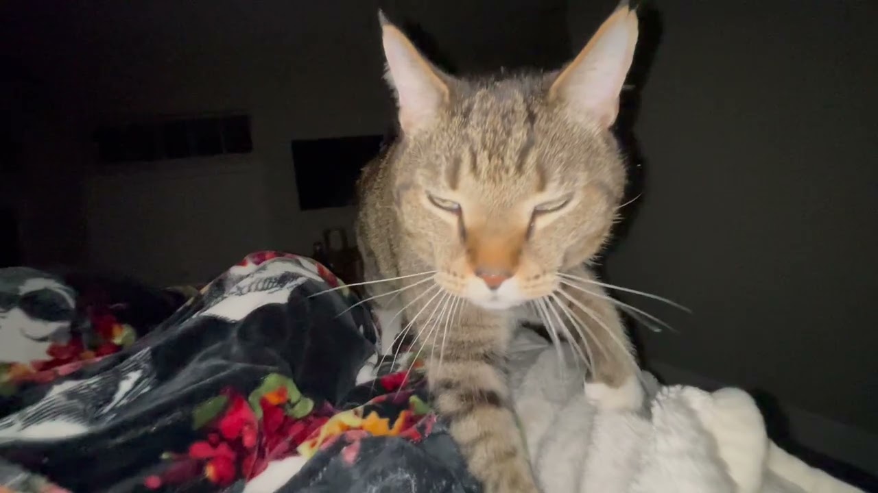 Scratch making biscuits 😻