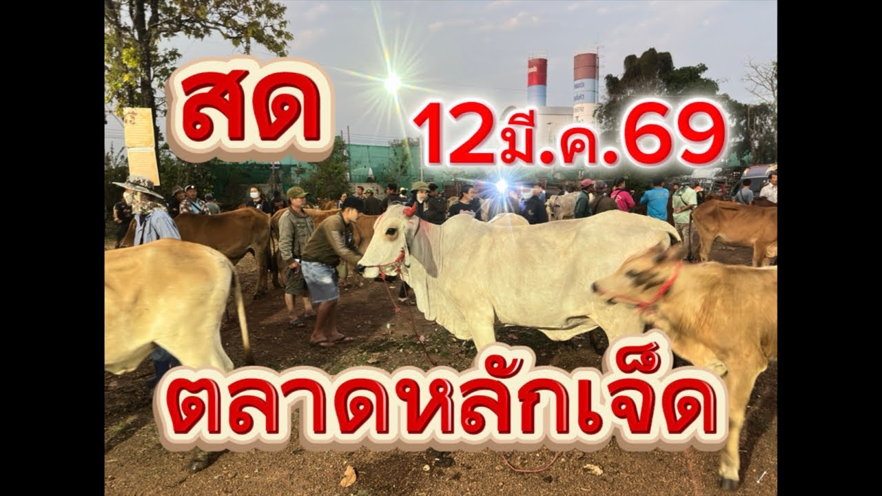 ชมบรรยากาศตลาดนัดโคกระบือหลัดเจ็ด อ.สว่าง จ.สกลนคร12/3/69#ราคาวัววันนี้